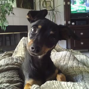 Meet your Posher, Debra